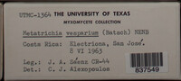 Metatrichia vesparium image